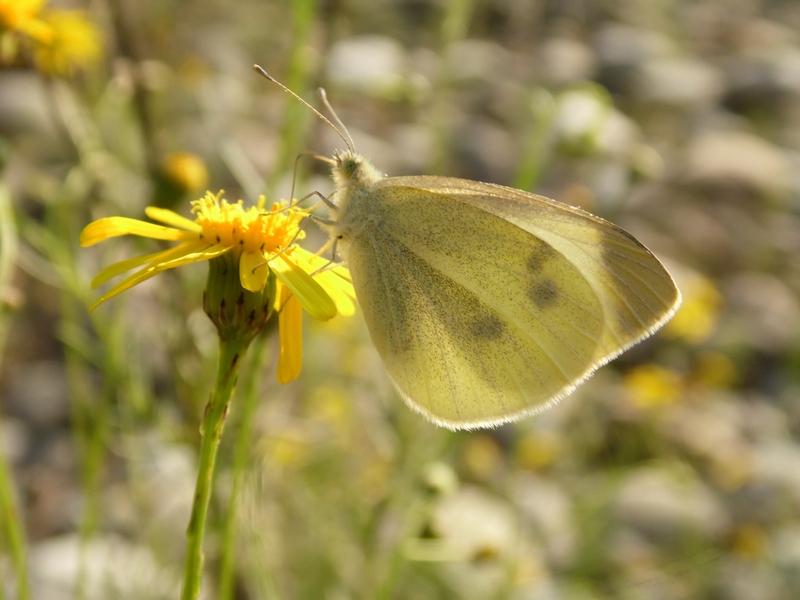 Pieris manni?